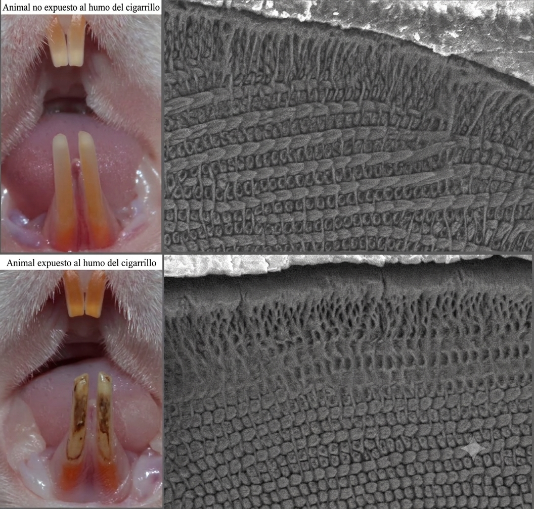 El humo de segunda mano puede alterar la mineralización de los dientes, revela un estudio en ratas